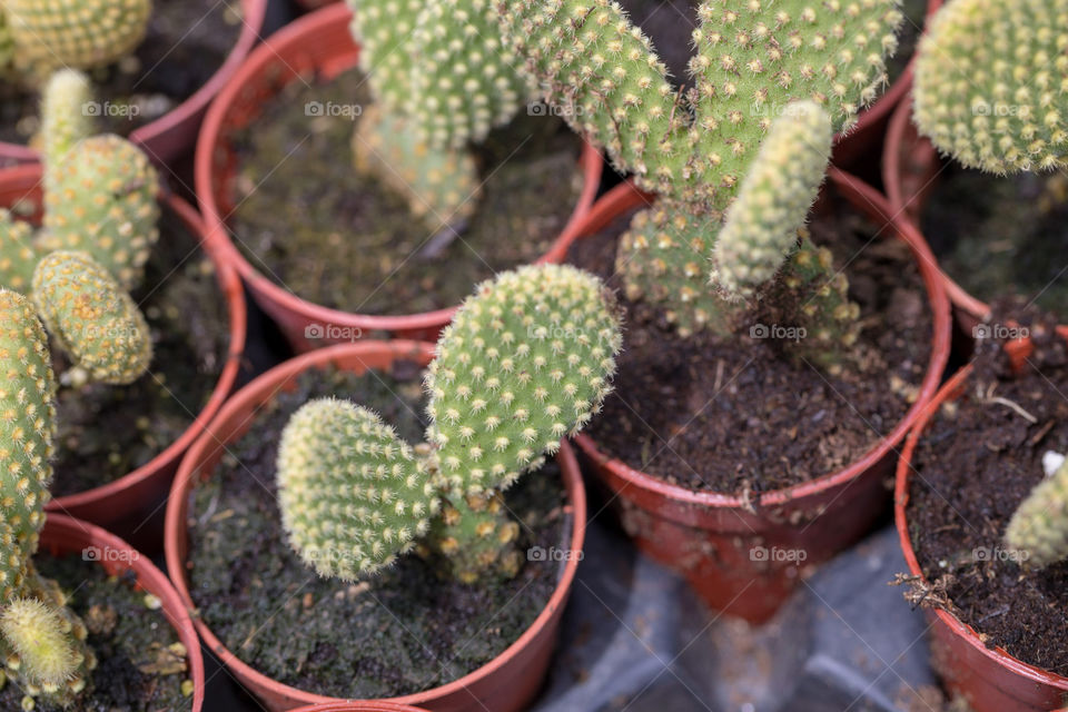 Cactus Succulent in Pots