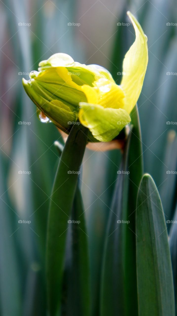 Close-up of yellow flower