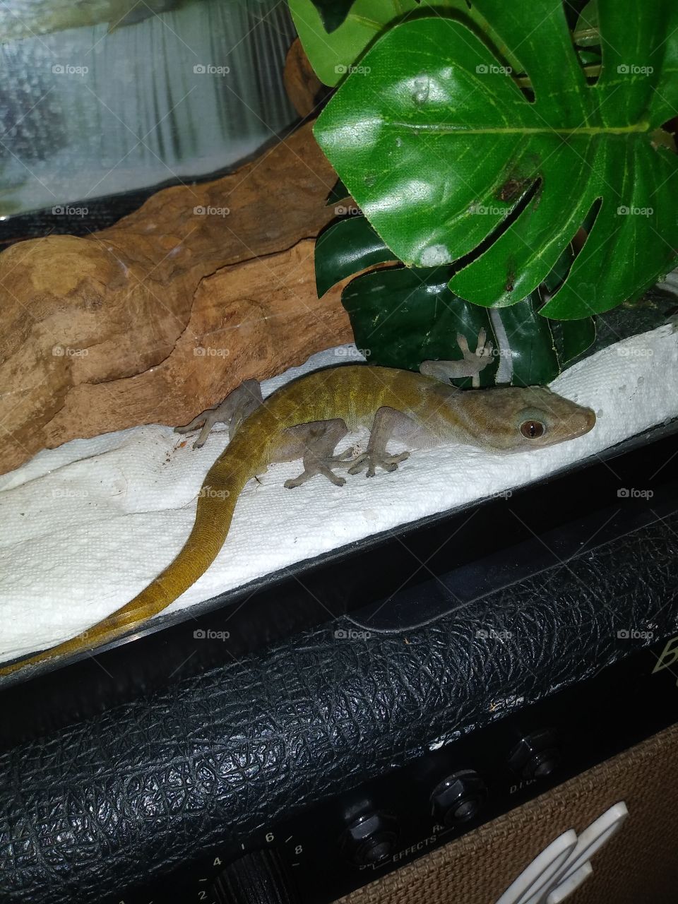 #Reptilelover #Reptileporn#Geck #Goldengecko