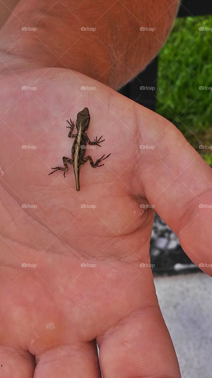 Baby Gator