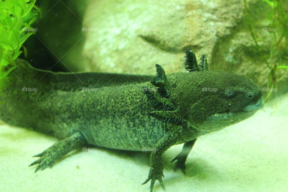 Salamander 