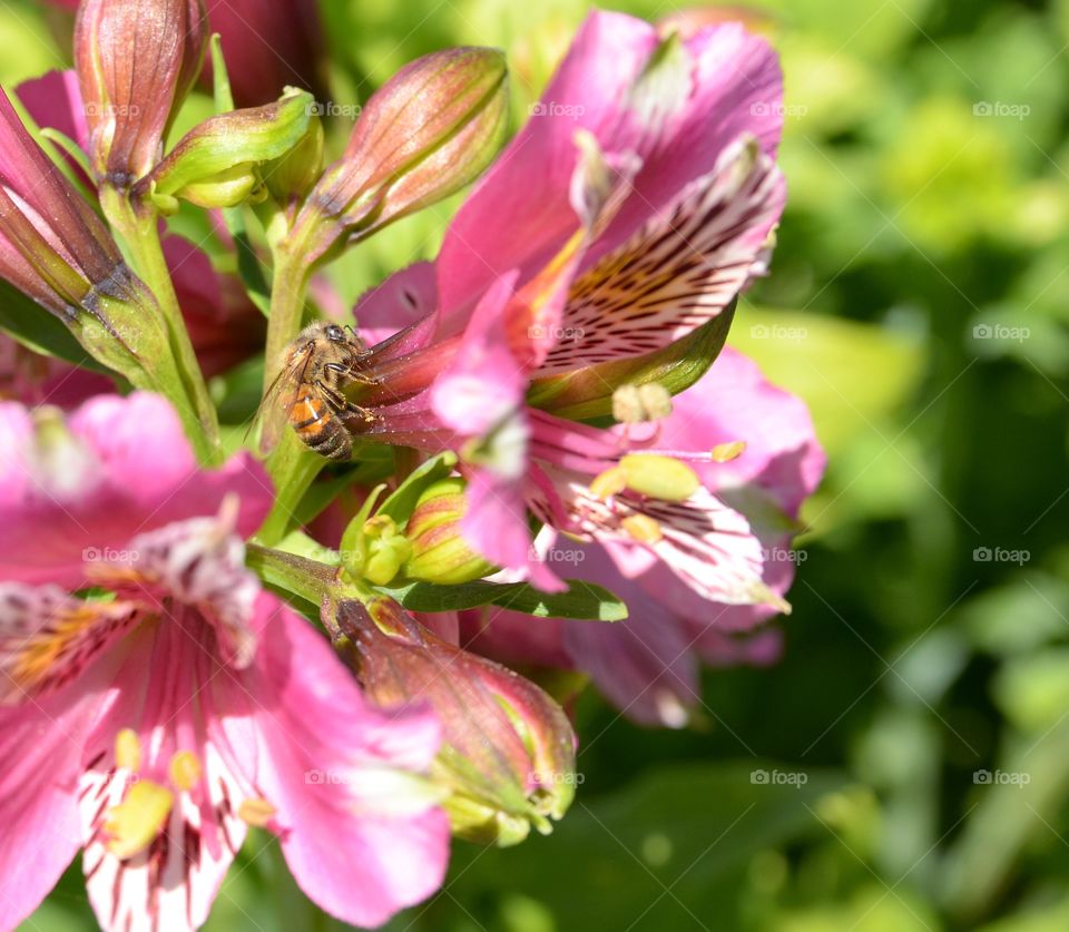 Bee in the flower. 