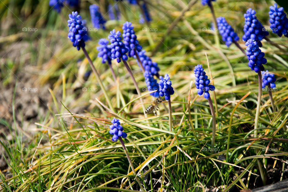 Purple lavender with wasp