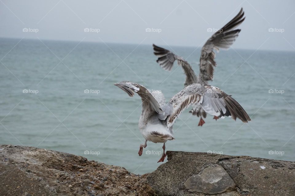 This photo makes me laugh as I tried to take a photo of two seagulls and all I managed to capture was this ! Love the dangling feet though 😂