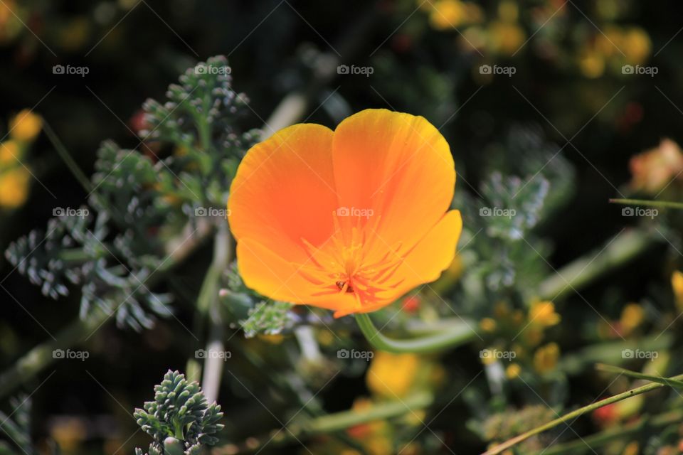 California poppy 