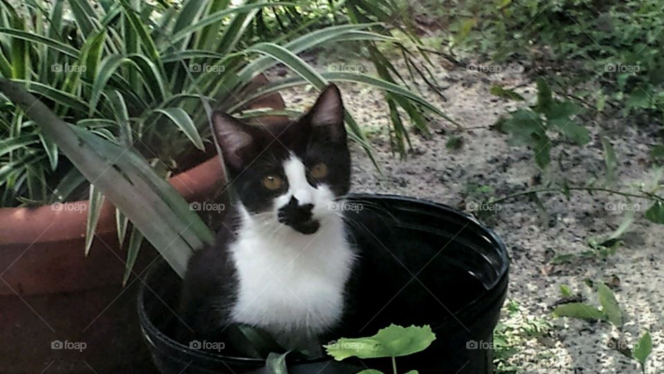 sneaky snot. "Snot" in the pot!