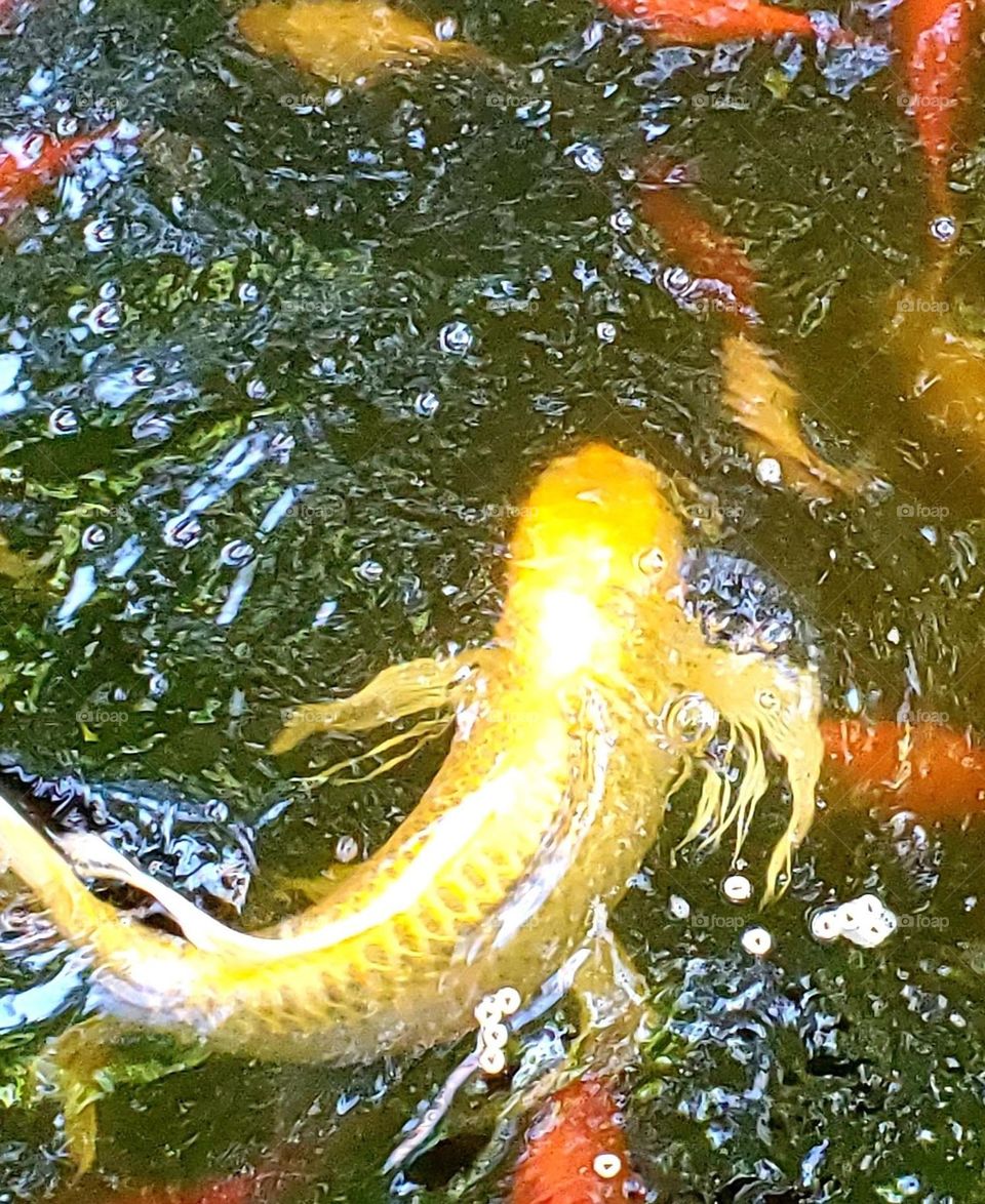 yellow koi fish, large in size and old in age. They live long and winter in a pond all winter.