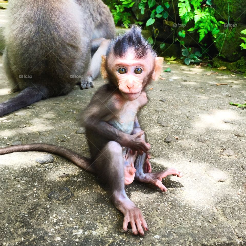 Monkey baby . Monkey boy