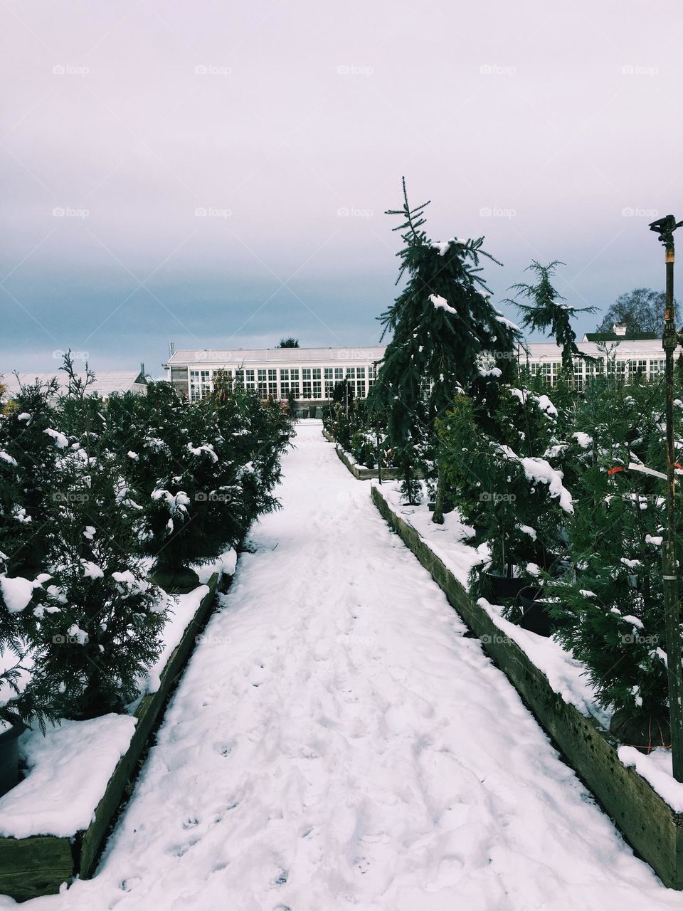 Snowy day in pnw plant nursery 