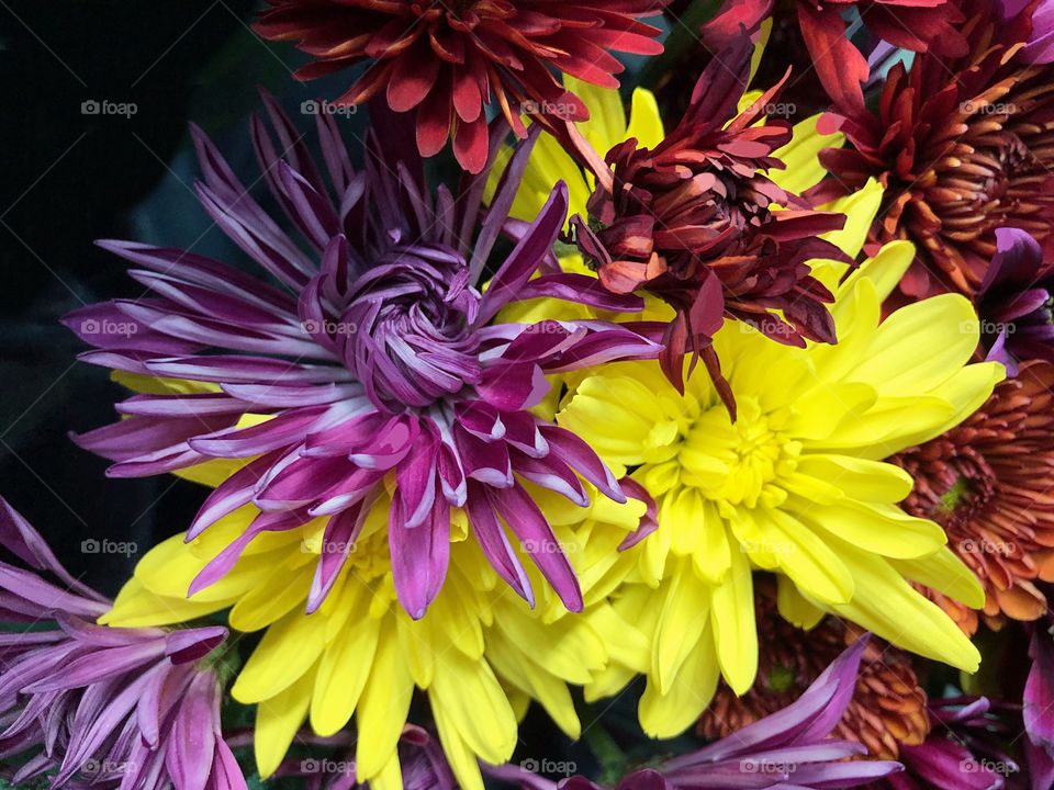 Festive purple and yellow flowers.