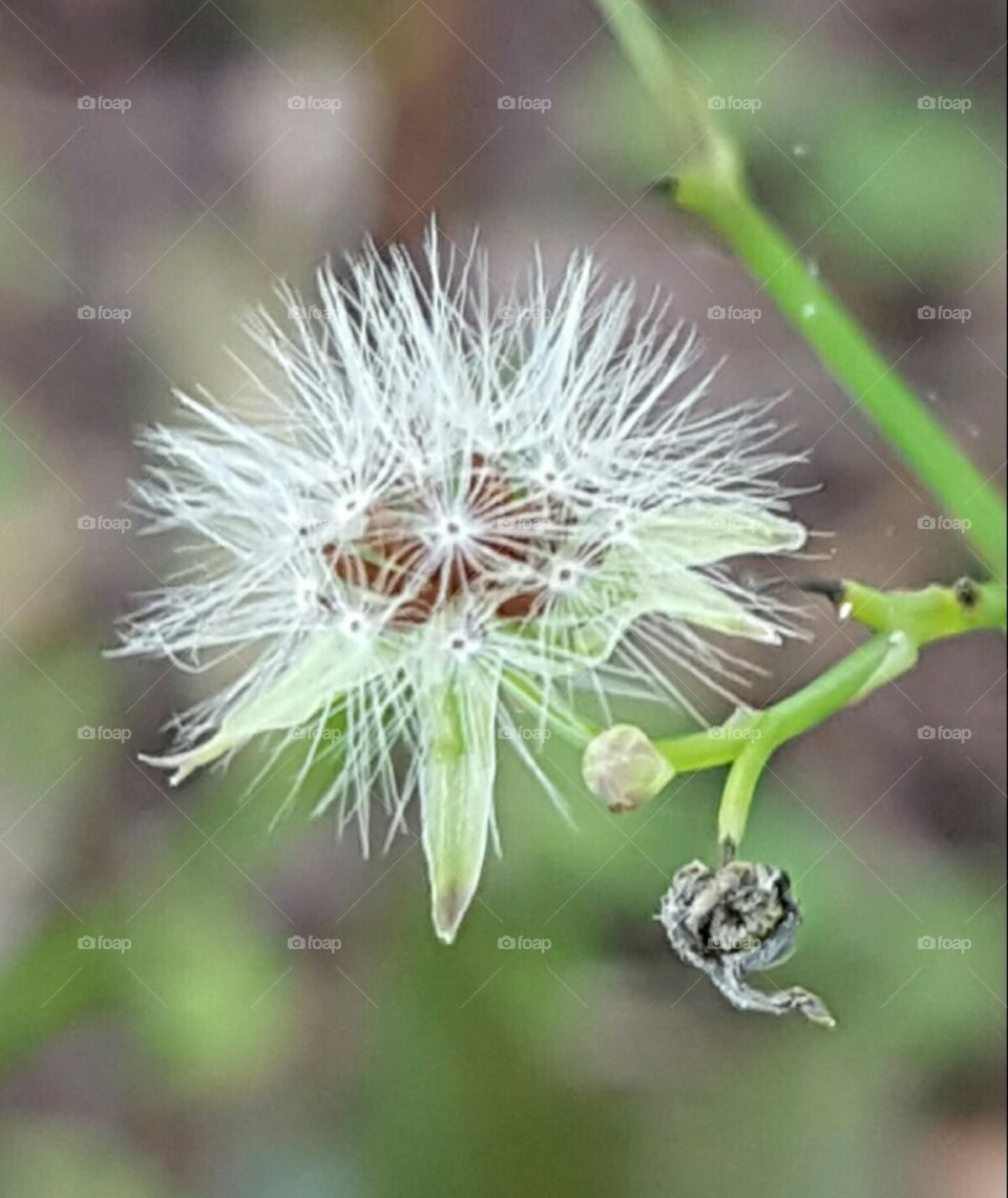 Nature, Flora, Flower, Seed, Summer