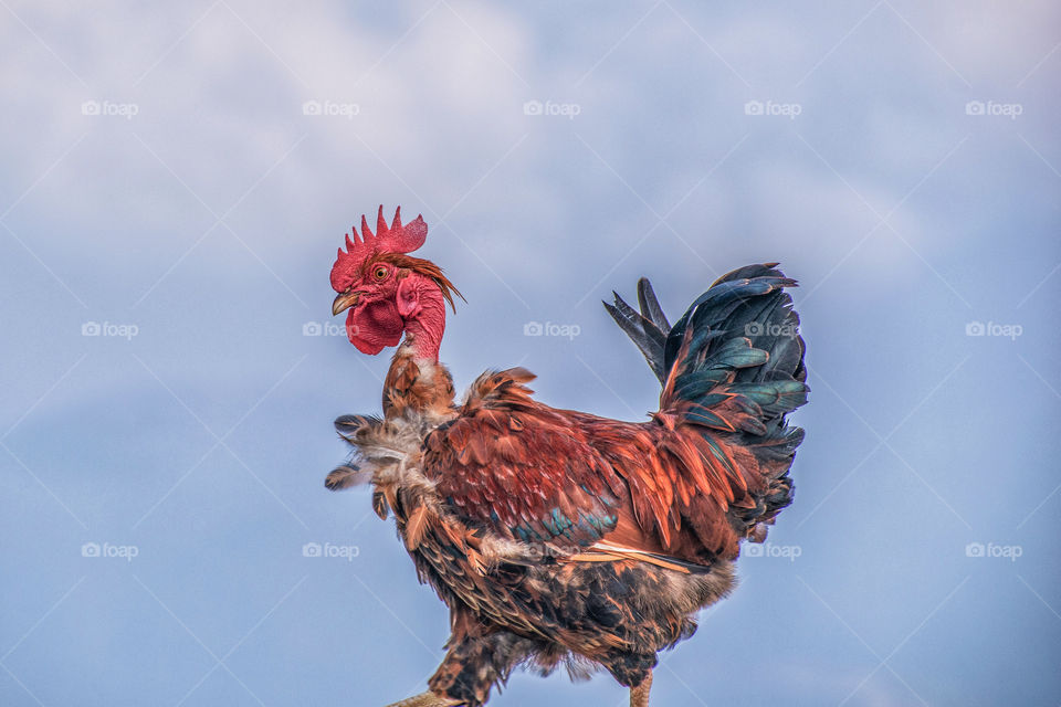 Rooster 