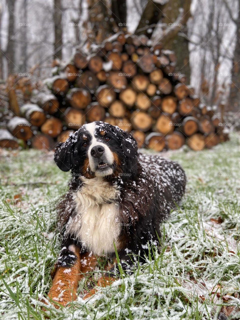 My Beautiful Bernese Mountain Dog in the snow! She likes it soooo much! Amazing! So happy and enjoyable 💪🏻