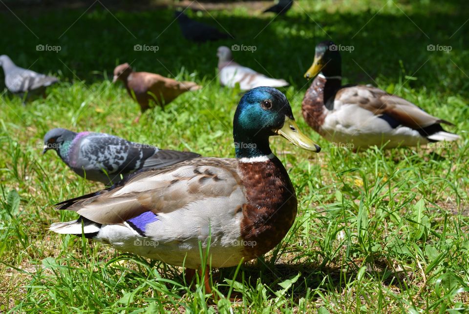 ducks and doves walking on a green grass in the park