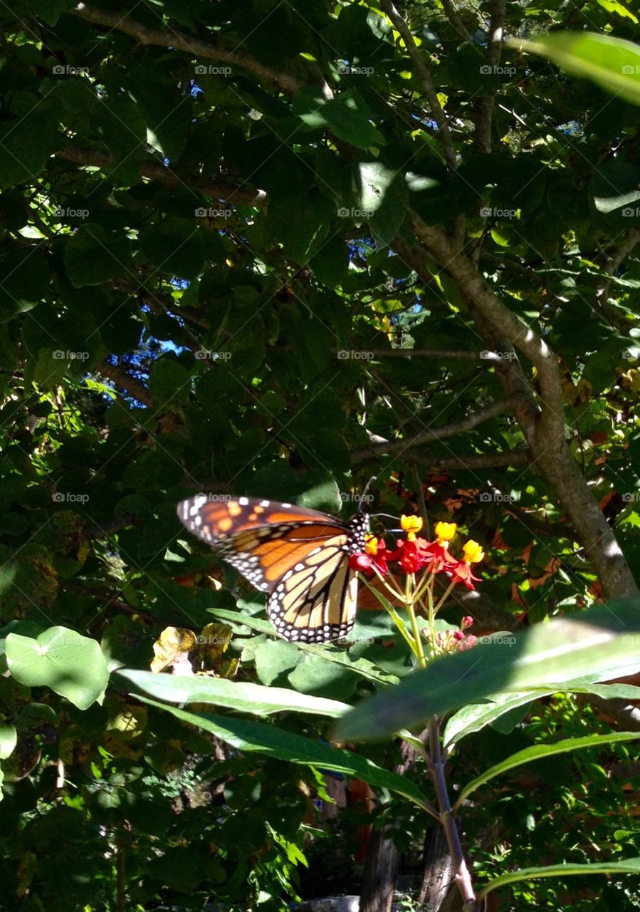 Monarch butterfly 