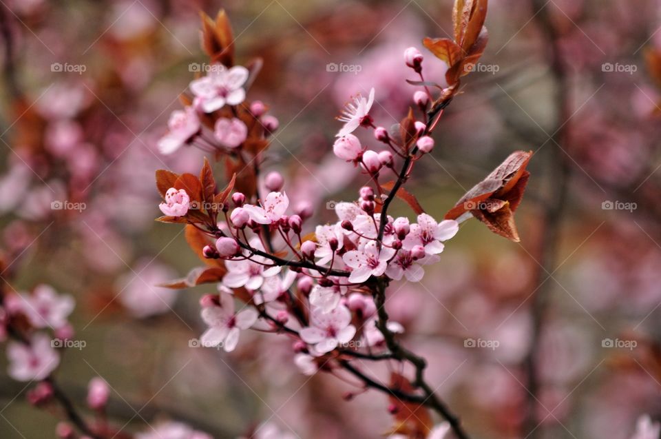 Tree, Nature, Flower, No Person, Branch