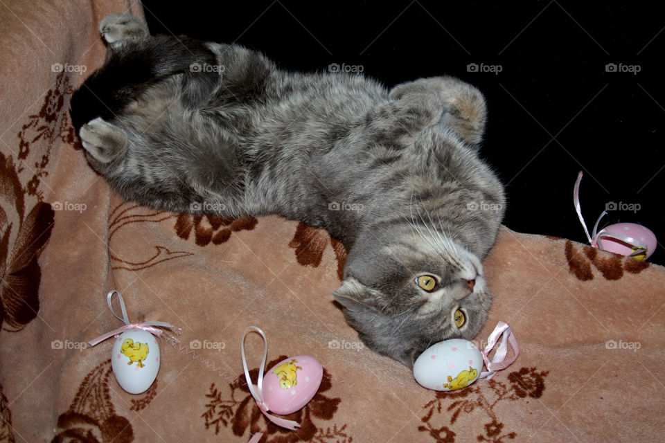 the cat is preparing for Easter