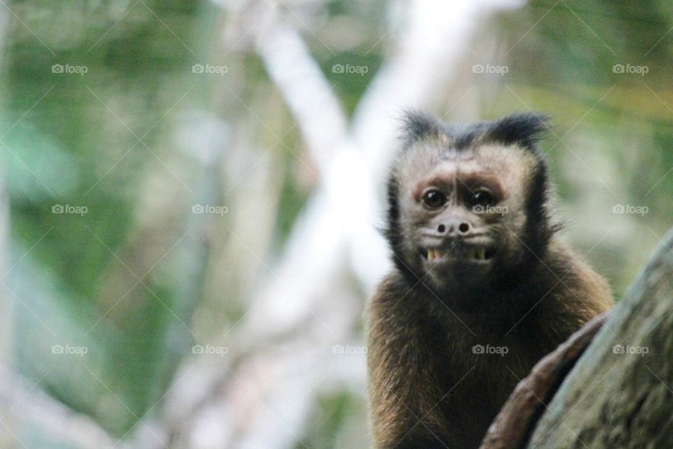 Mischievous monkey