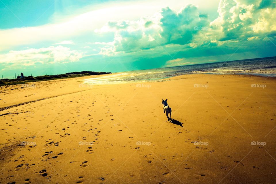 Happy dog on a a Prince Edward Island beach!