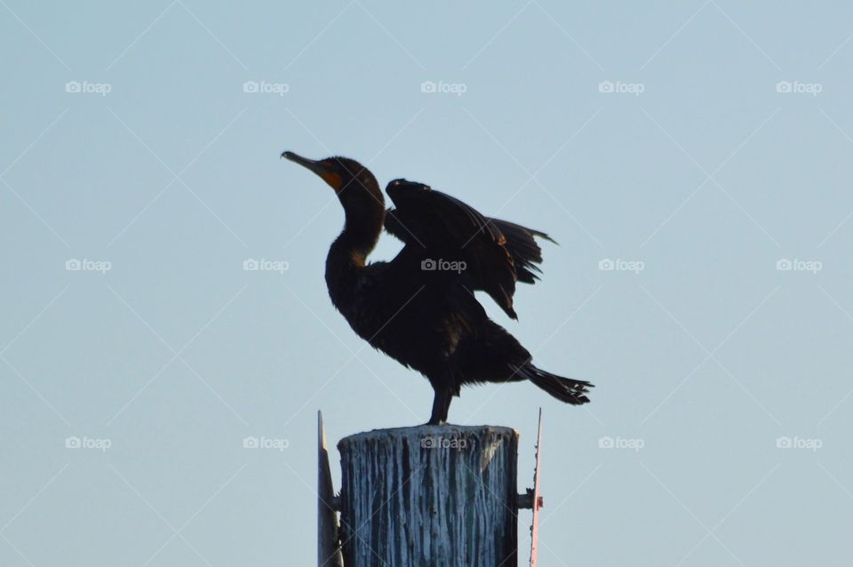 Silhouette of bird 