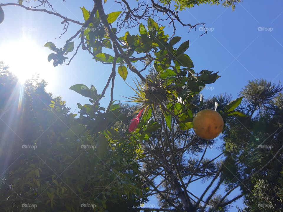 tylandsia flowered in a forest