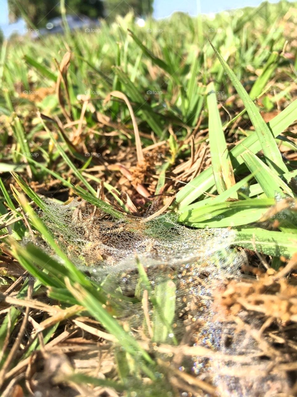 Spiderweb in the grass with dew on the web