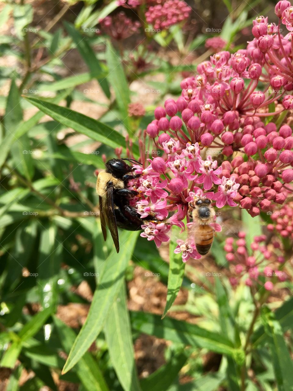 Working the milkweeds
