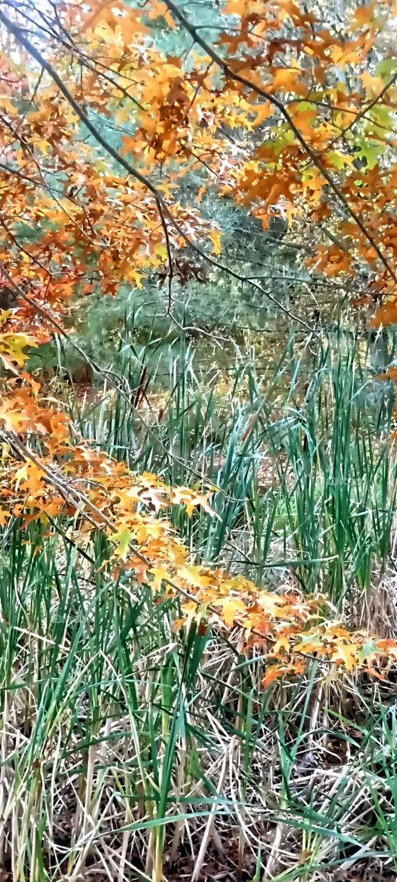 Autumn Season Wetland