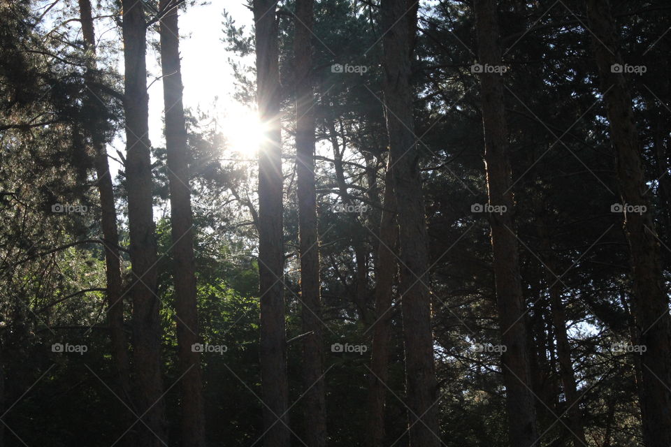 Breakthrough in the Forest!