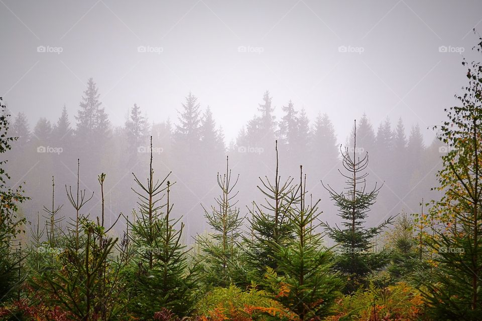 View of foggy morning forest