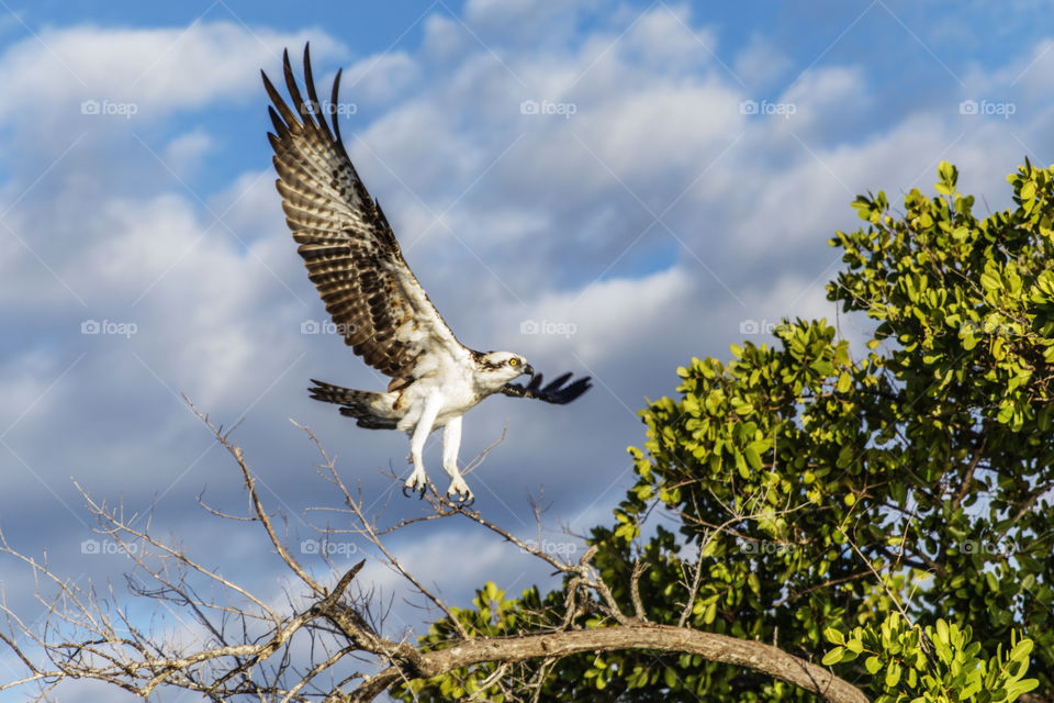 Osprey Flying Away