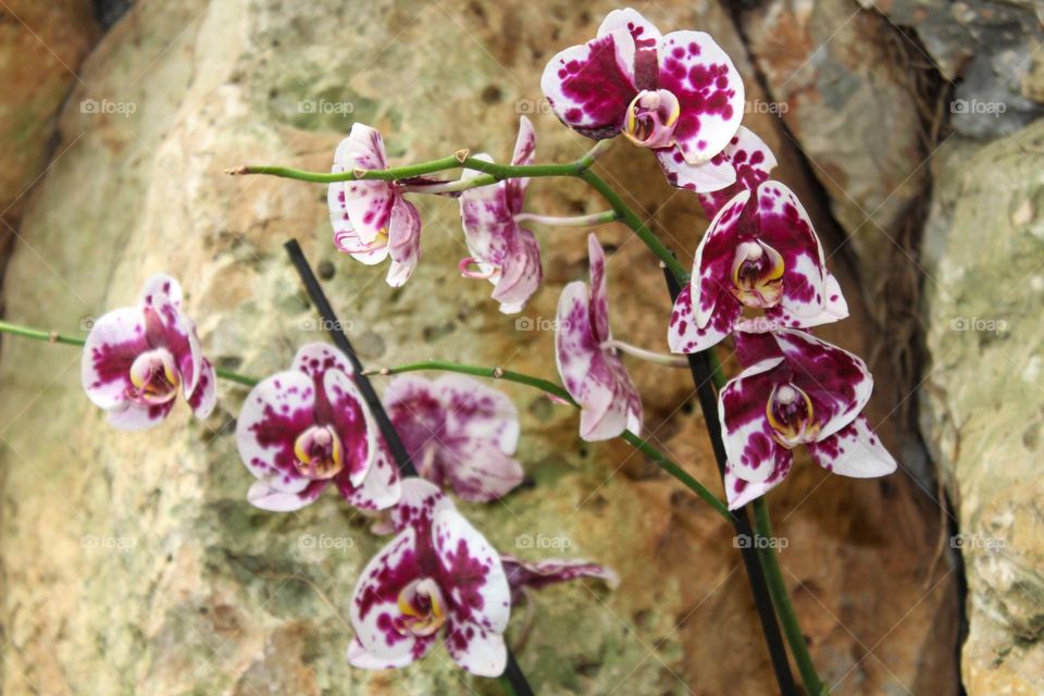 The purple orchid
