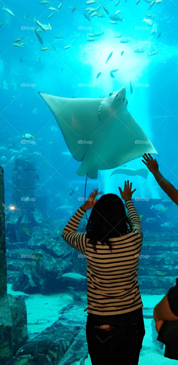 Dubai Atlantis the Palm Lost Chambers Aquarium