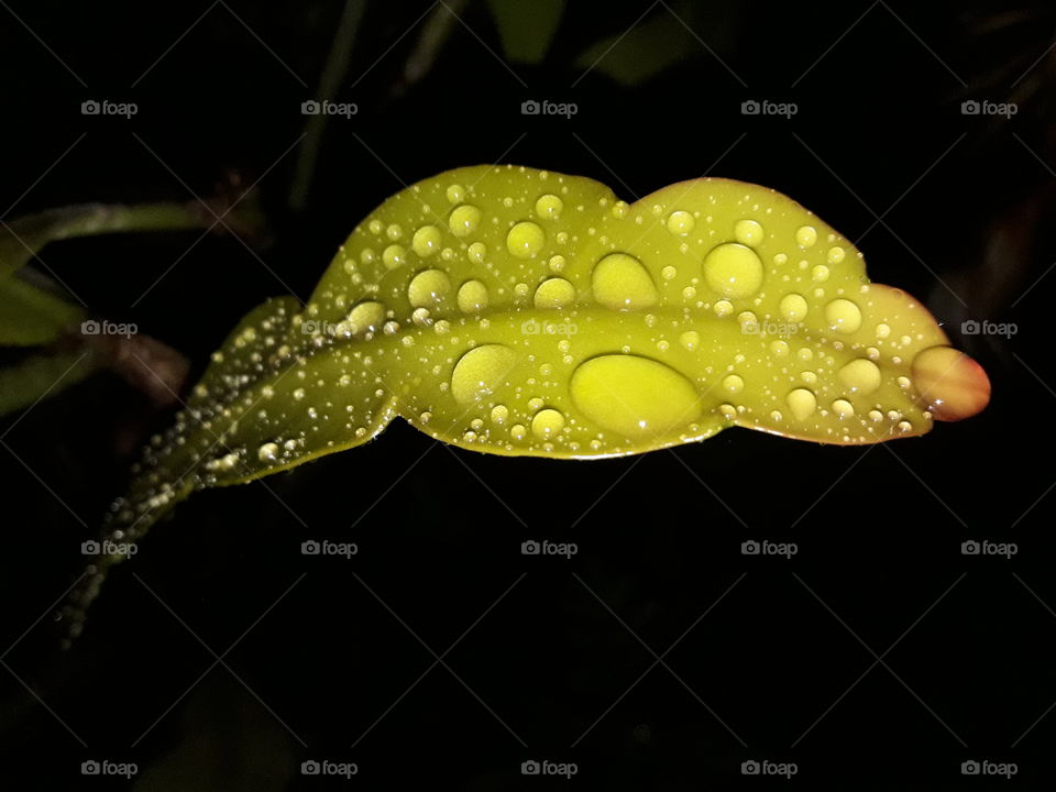 dew drops on leaf