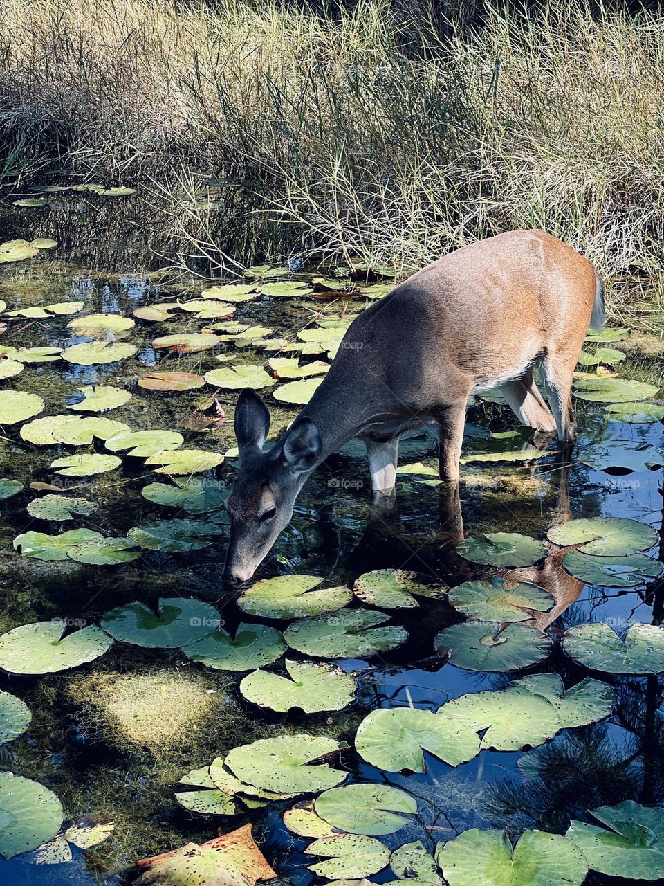 Young female whitetail deer wading into a lily pond to graze. She’s highlighted by shadow and dappled sunlight as she leans down to the water.