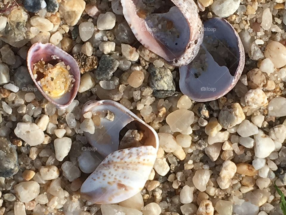 Seashells and pebbles on the beach.