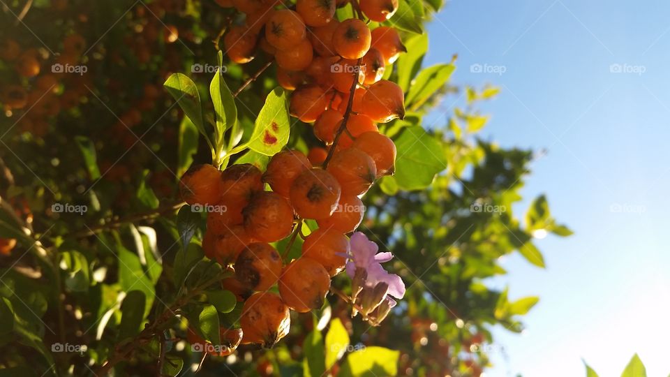Brazilian berries growing at outdoors