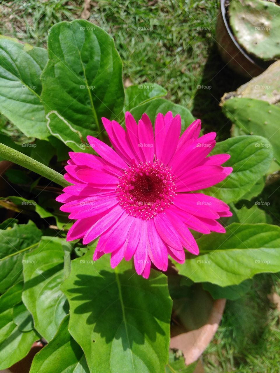 beautiful Gerber daisy