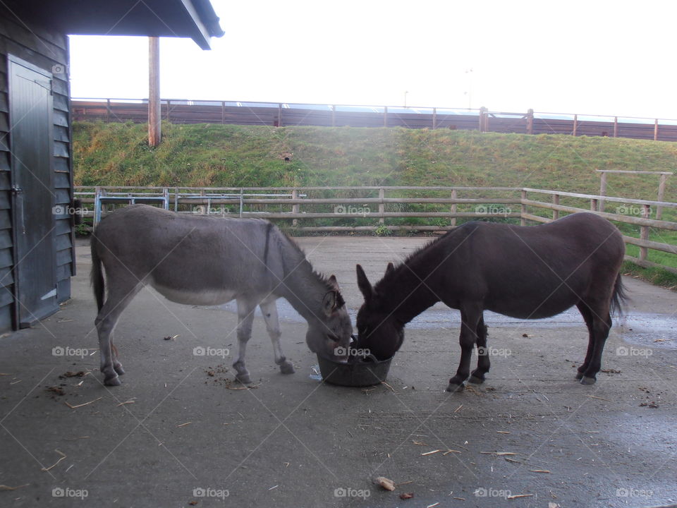 Donkeys Feeding