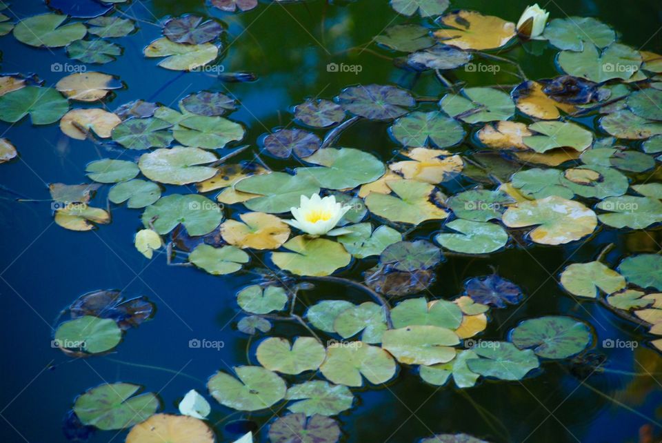 Lily pond. 