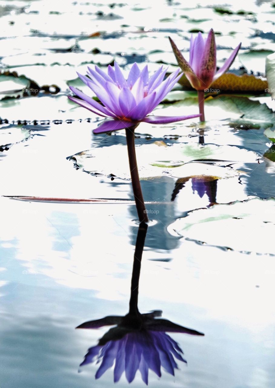 Water lily with reflection