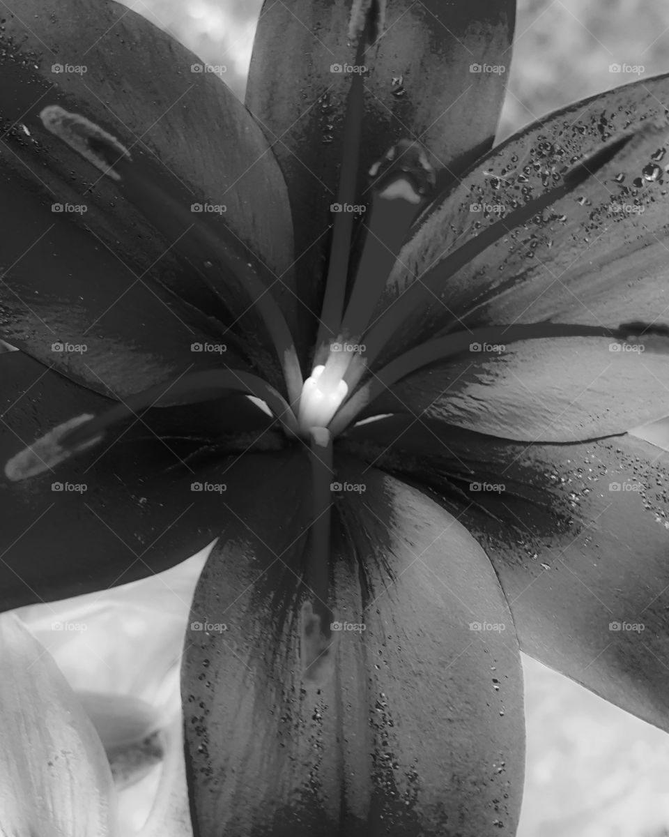 a flower in black and white