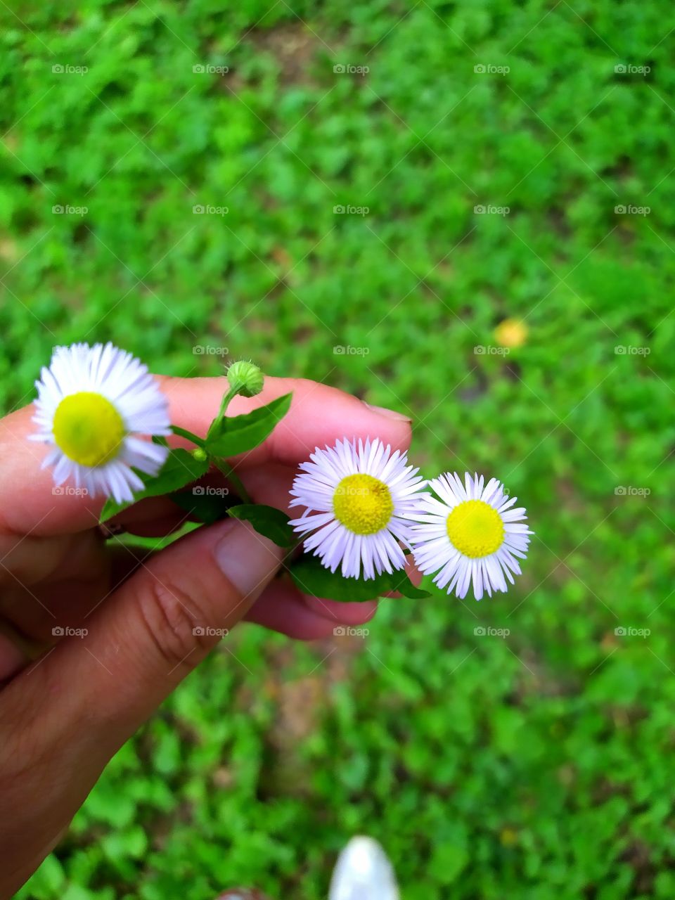 A woman's hand that holds three white flowers
