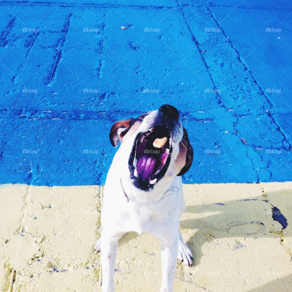 Dog, Animal, Beach, Pet, Portrait