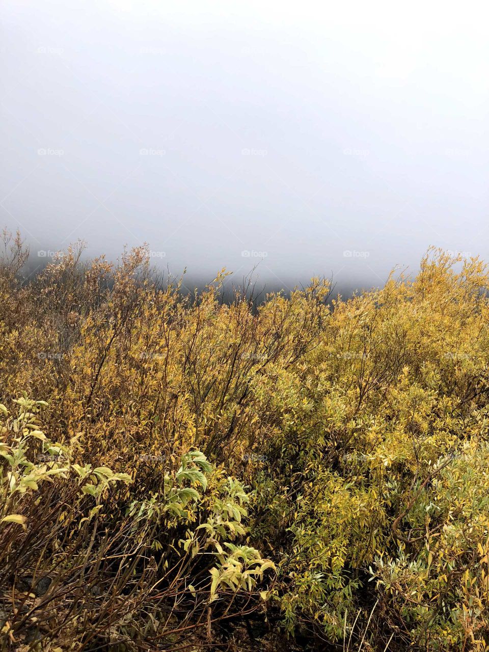 gold colored shrubs in the foreground of a misty backdrop