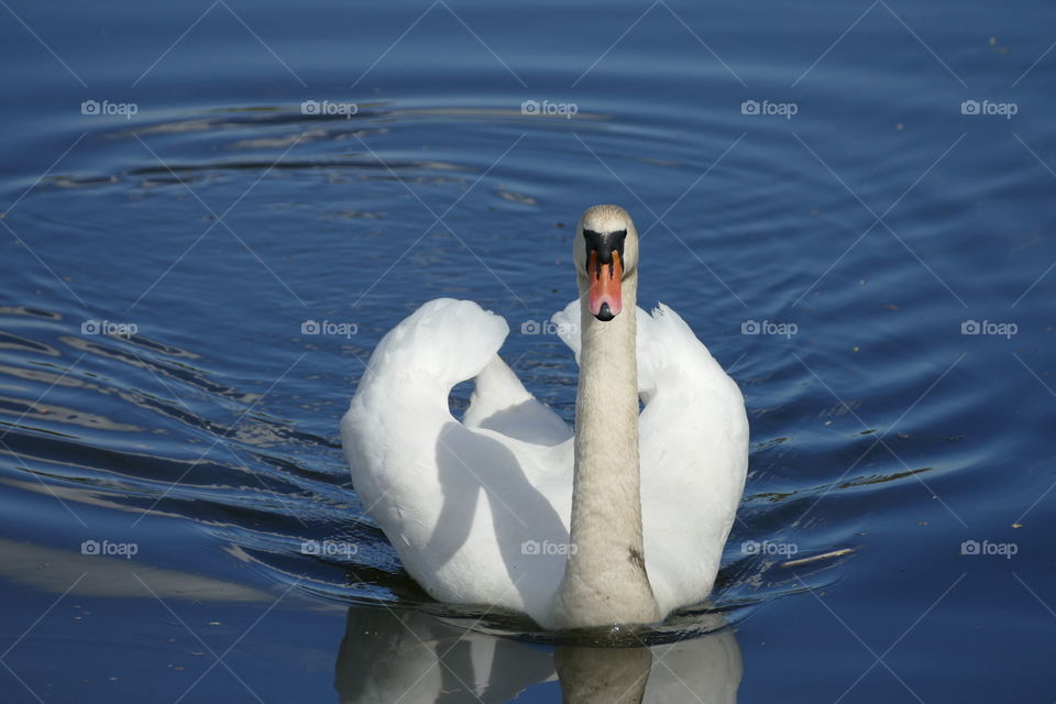 Swan