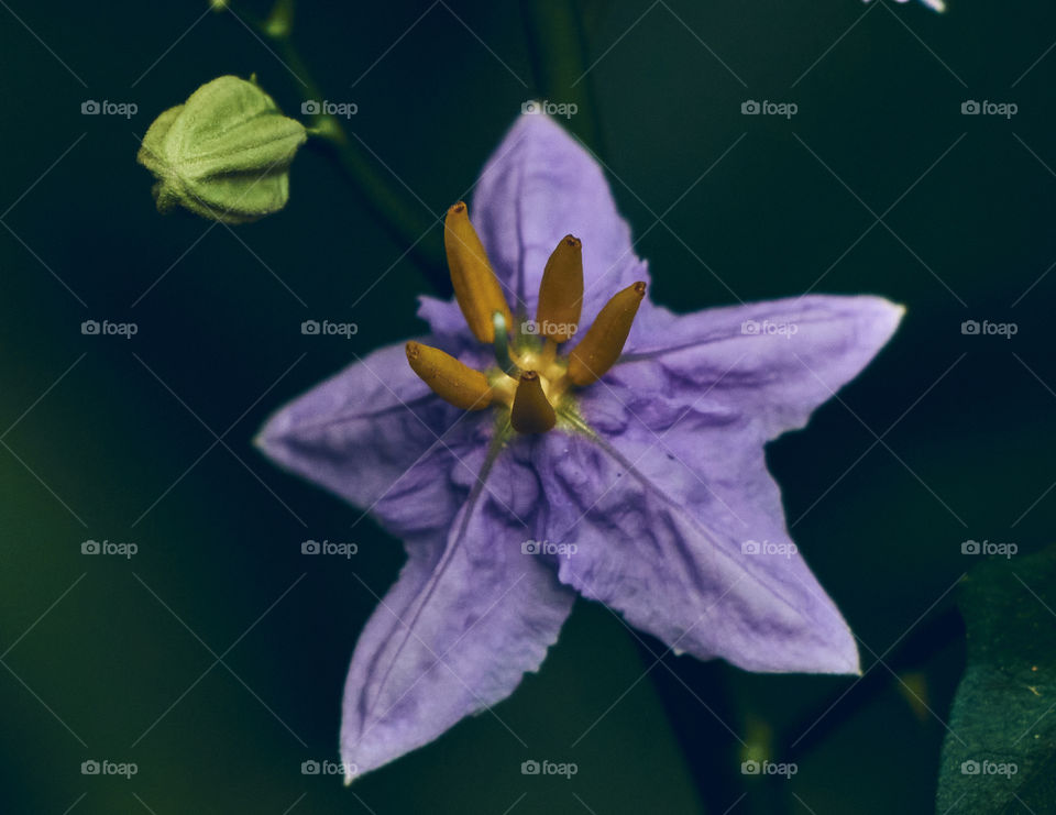 Floral photography - budding - closeup