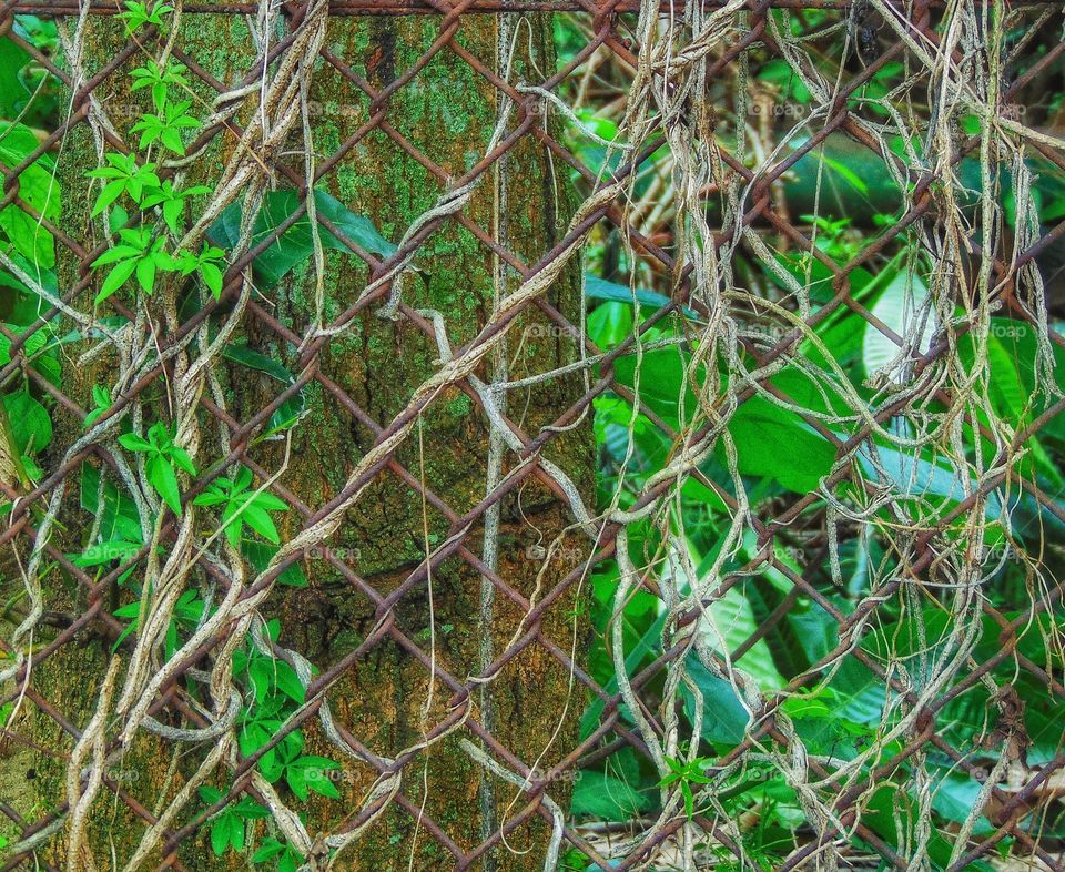 Between steel, vines, and tree