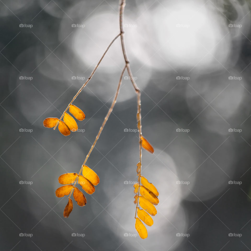 Orange autumn leaves with bokeh background