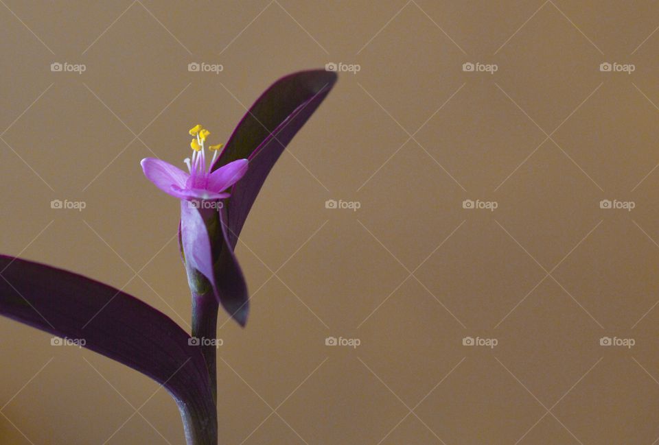 Purple flower 1 